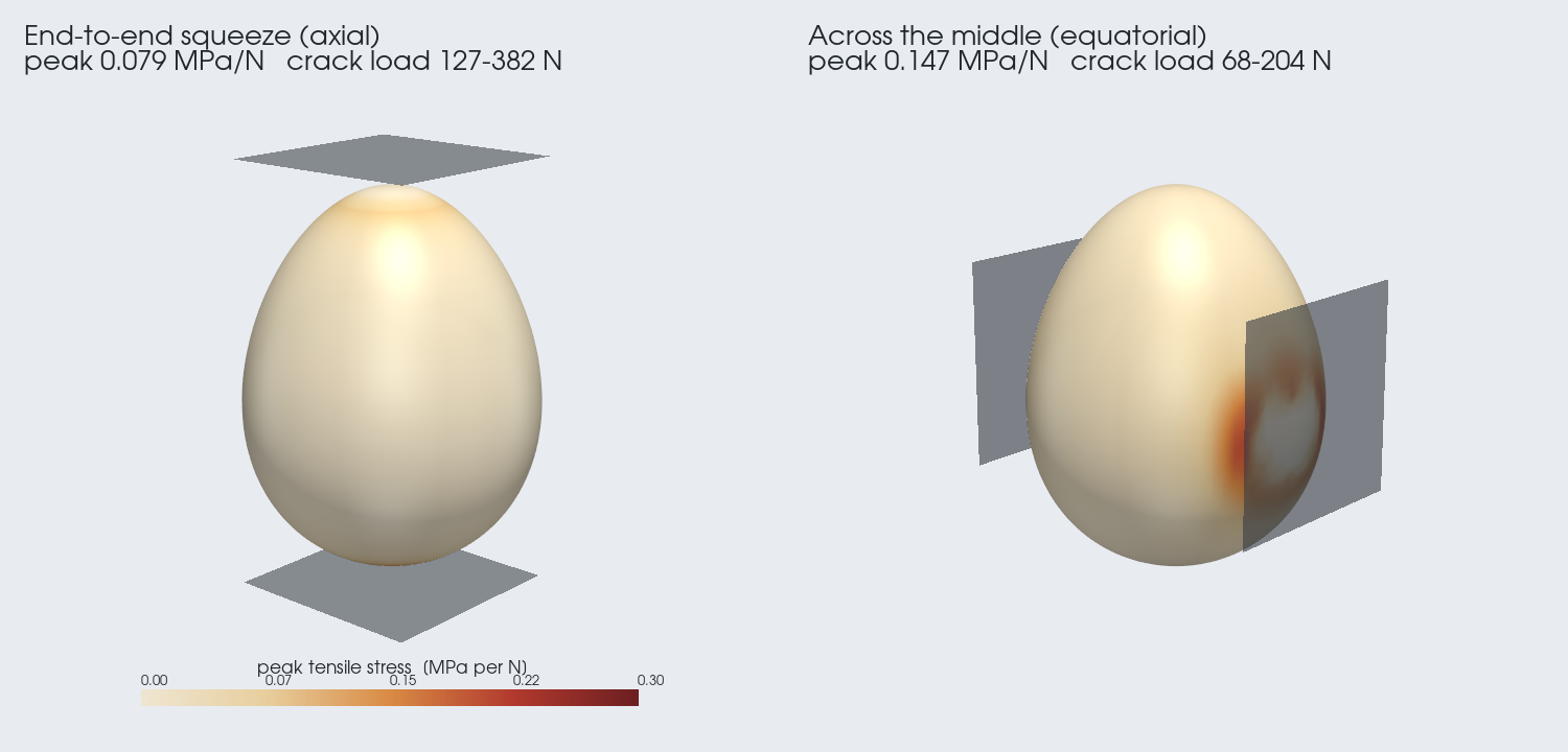 Two 3D eggs colored by tensile stress: the end-to-end squeeze stays uniformly pale, the equatorial squeeze shows a hot red spot under the platen